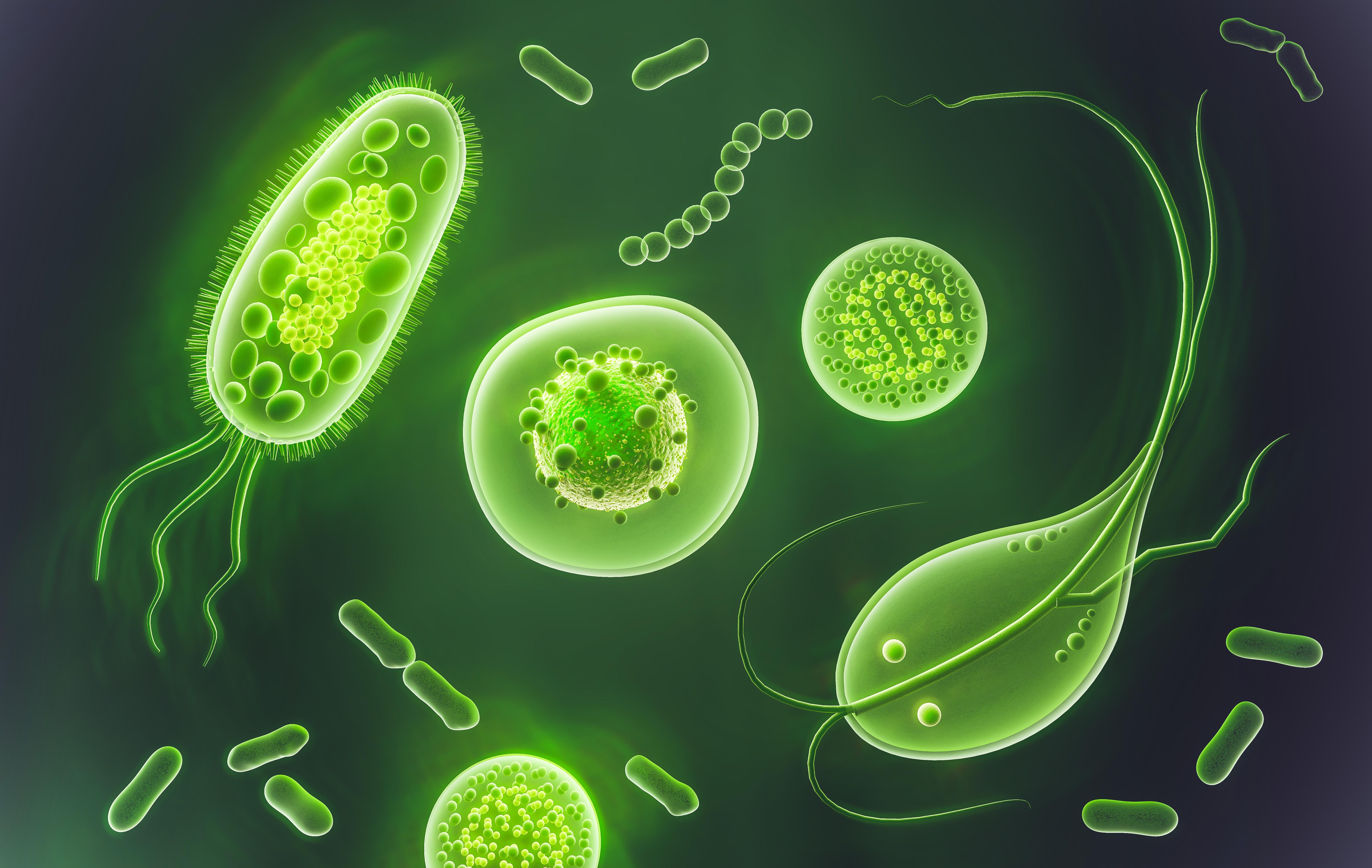 Bacterial and Parasitic infections causes and treatment
